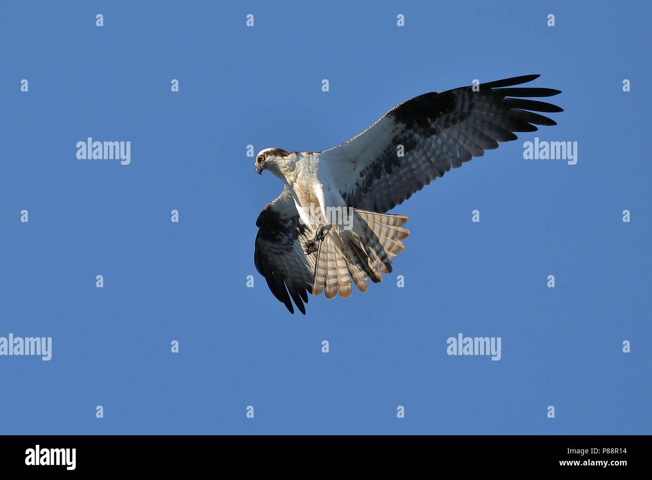 Osprey planant pendant la chasse au poisson Banque D'Images