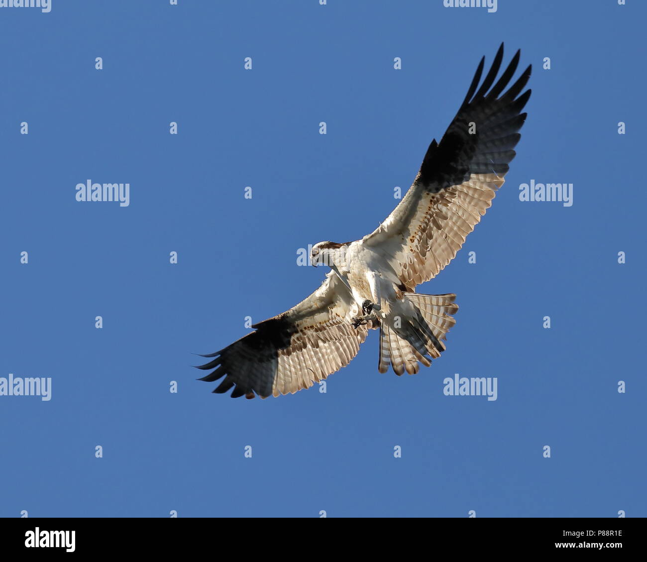 Osprey planant pendant la chasse au poisson Banque D'Images