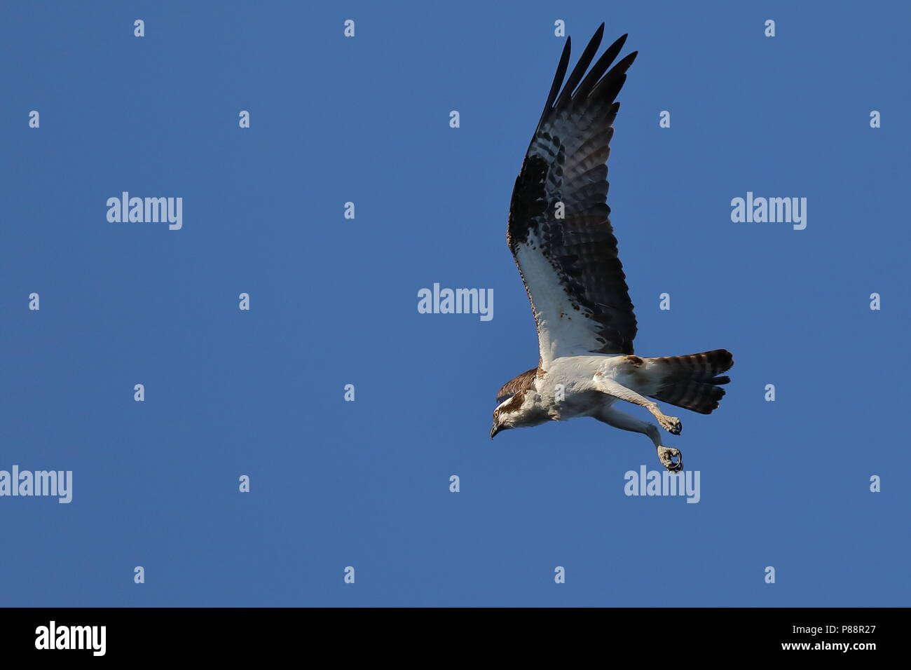 Osprey planant pendant la chasse au poisson Banque D'Images