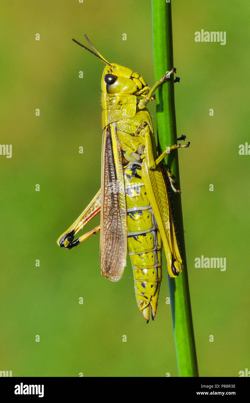 Moerassprinkhaan, Grand Le Criquet Banque D'Images
