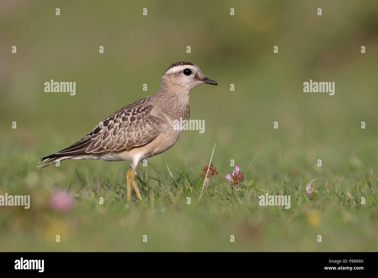 Pic épeiche, Morinelplevier, Charadrius morinellus Banque D'Images