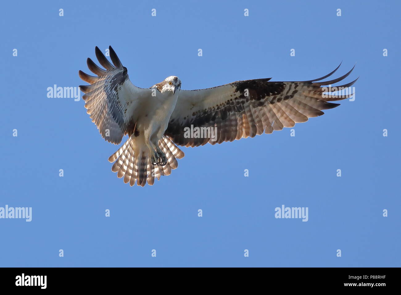 Osprey planant pendant la chasse au poisson Banque D'Images