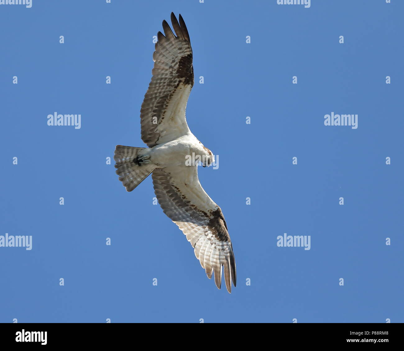 Osprey planant pendant la chasse au poisson Banque D'Images