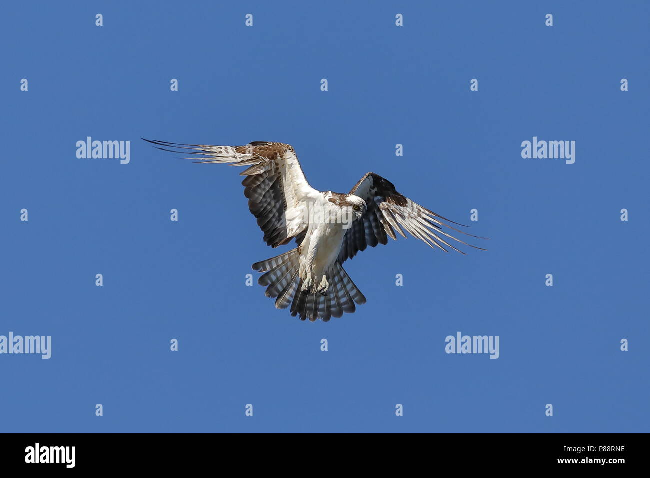 Osprey planant pendant la chasse au poisson Banque D'Images