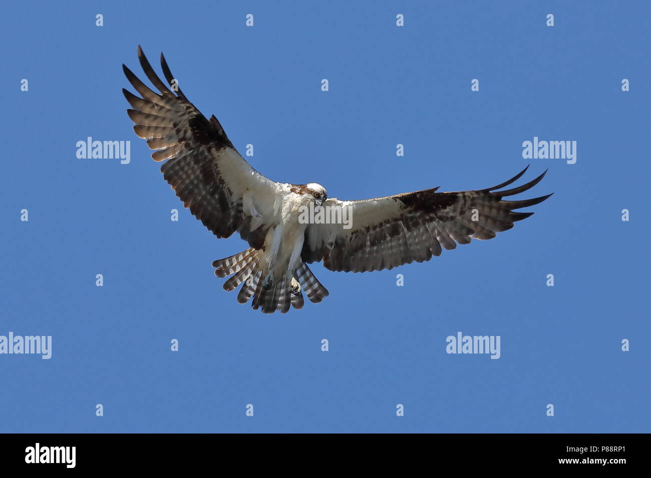 Osprey planant pendant la chasse au poisson Banque D'Images