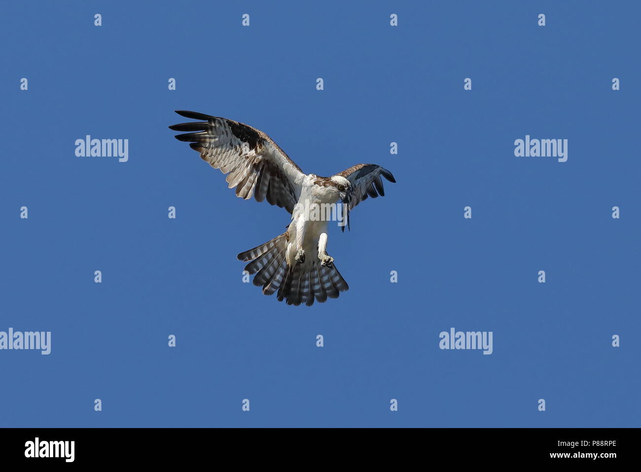 Osprey planant pendant la chasse au poisson Banque D'Images