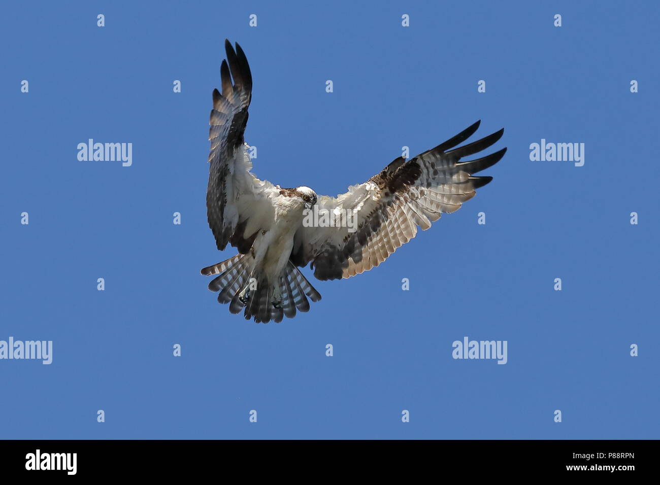 Osprey planant pendant la chasse au poisson Banque D'Images