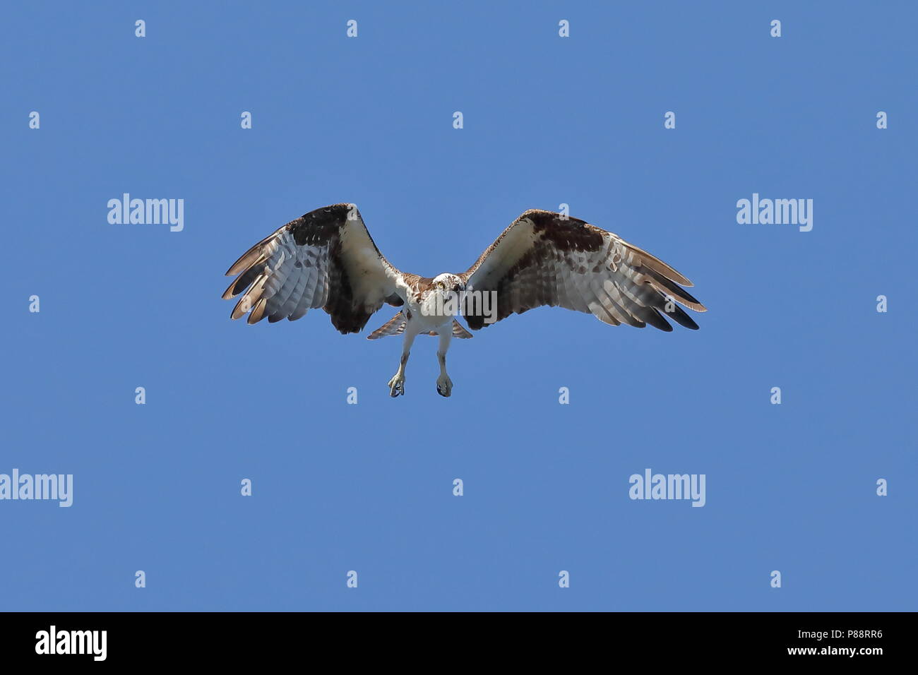 Osprey planant pendant la chasse au poisson Banque D'Images