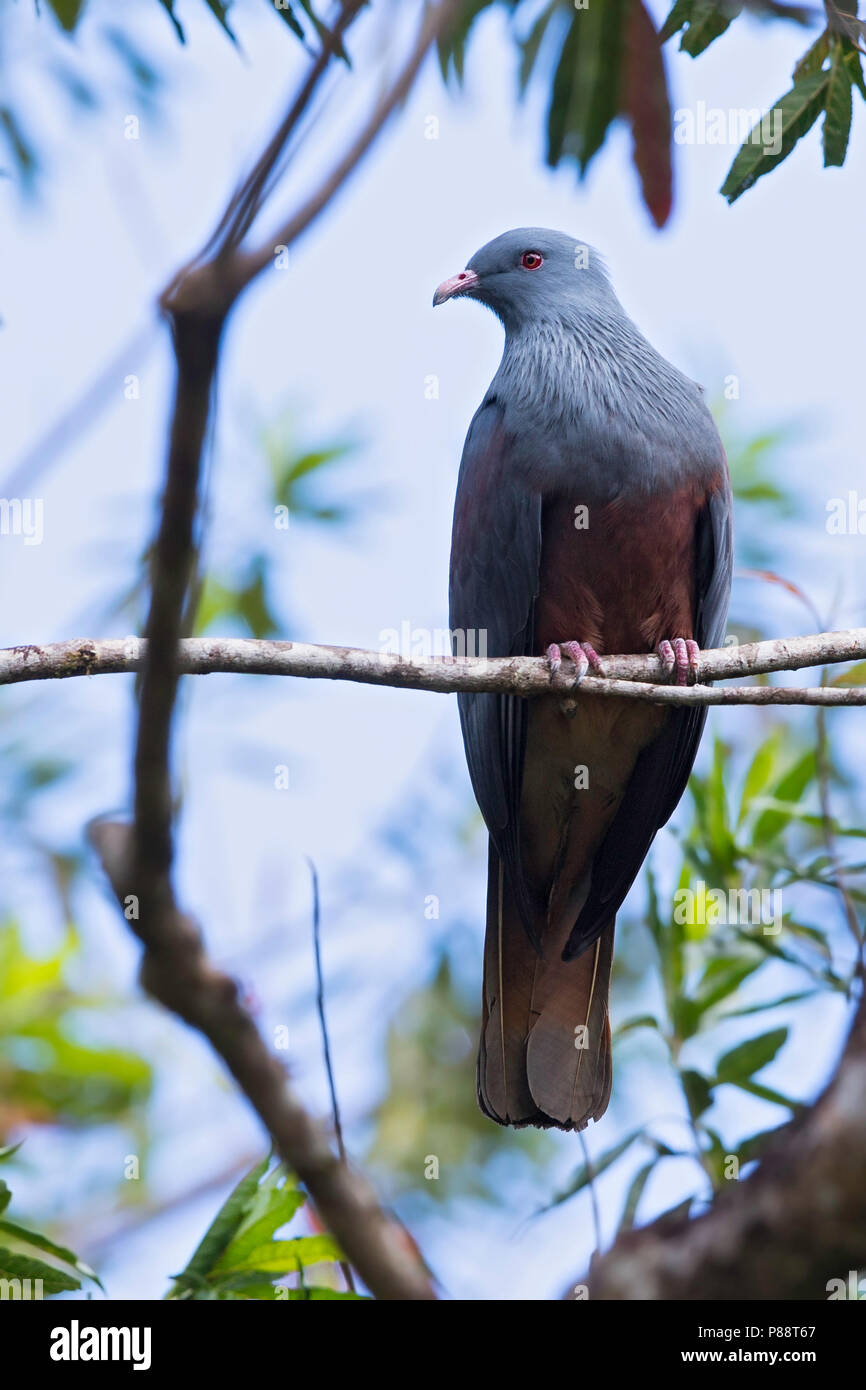 Goliath (Ducula goliath pigeon impérial) un pigeon endémique de Nouvelle-Calédonie. La taille de la population de l'espèce est estimée à environ 10 000 oiseaux. Banque D'Images