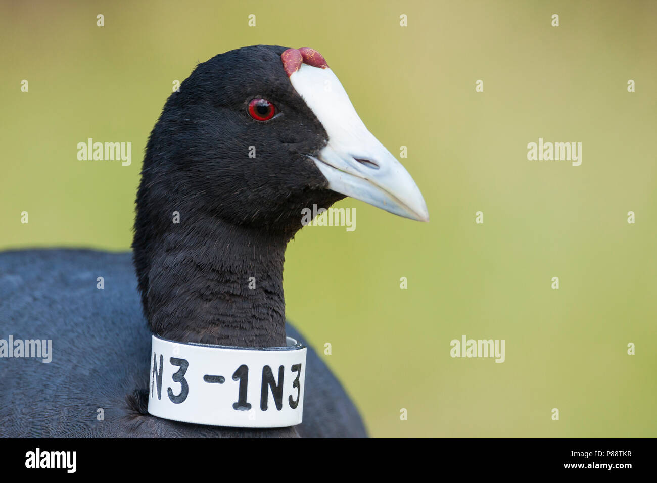 Red-Kammblässhuhn - Foulque bulbés - Fulica cristata, Espagne (Majorque), adulte Banque D'Images