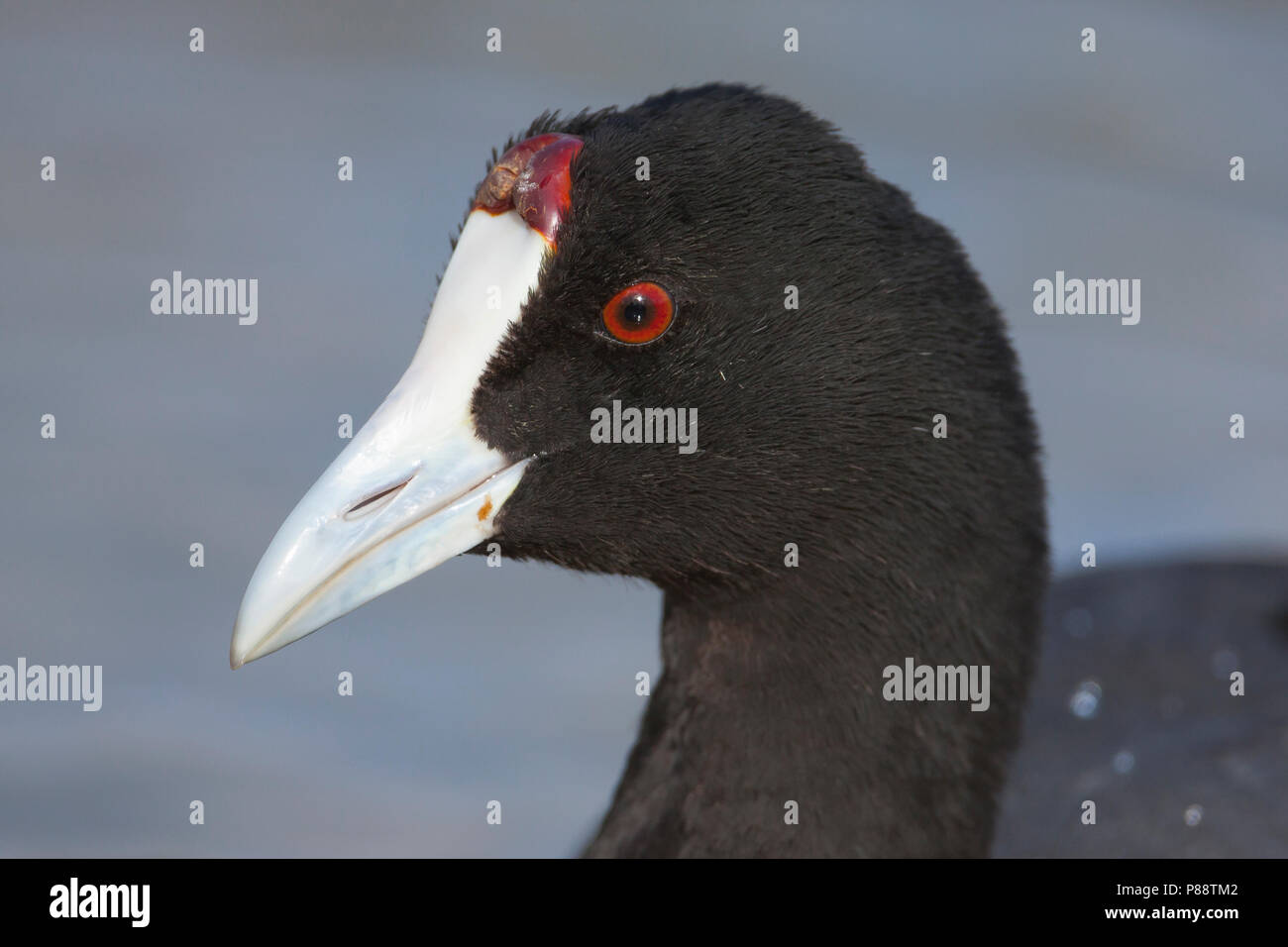 Red-Kammblässhuhn - Foulque bulbés - Fulica cristata, Espagne (Majorque), adulte Banque D'Images