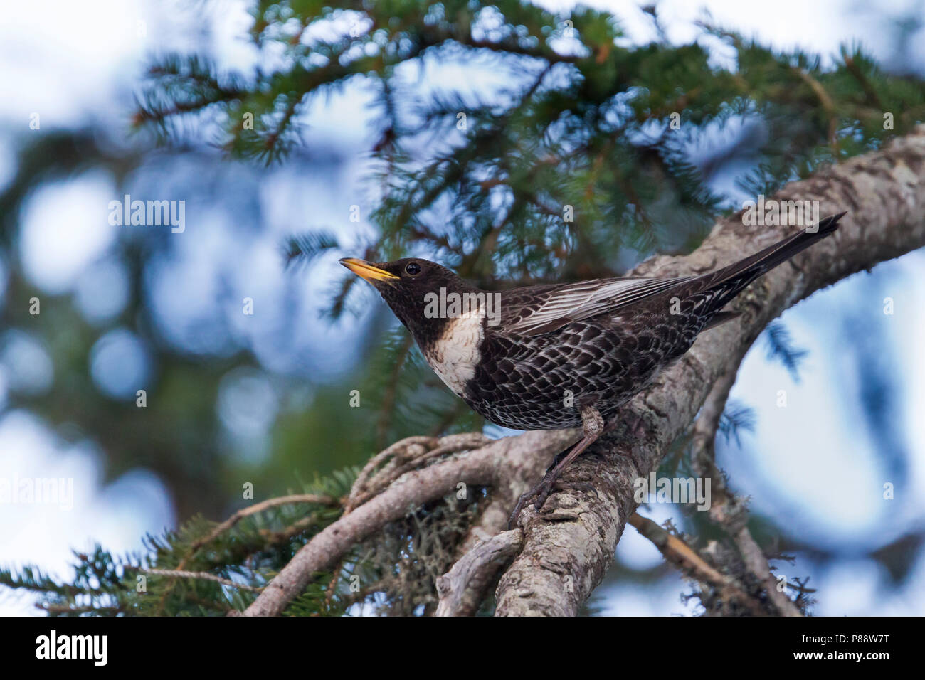 Ring Ouzel Ringdrossel - - Turdus torquatus ssp. alpestris, l'Autriche, l'homme adulte Banque D'Images