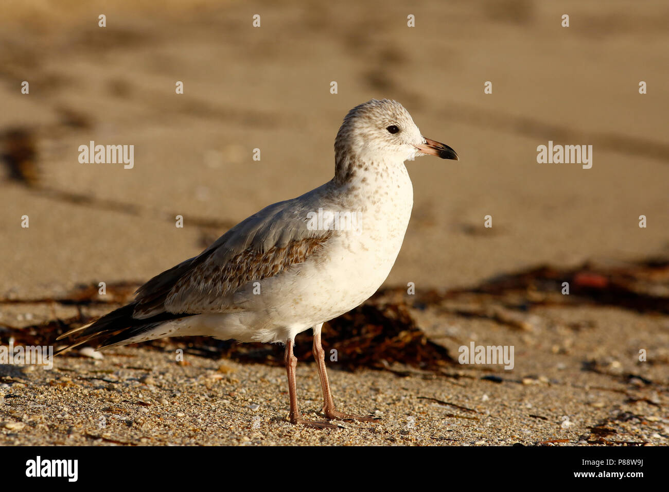 Ringsnavelmeeuw ; ring-billed Gull ; Banque D'Images