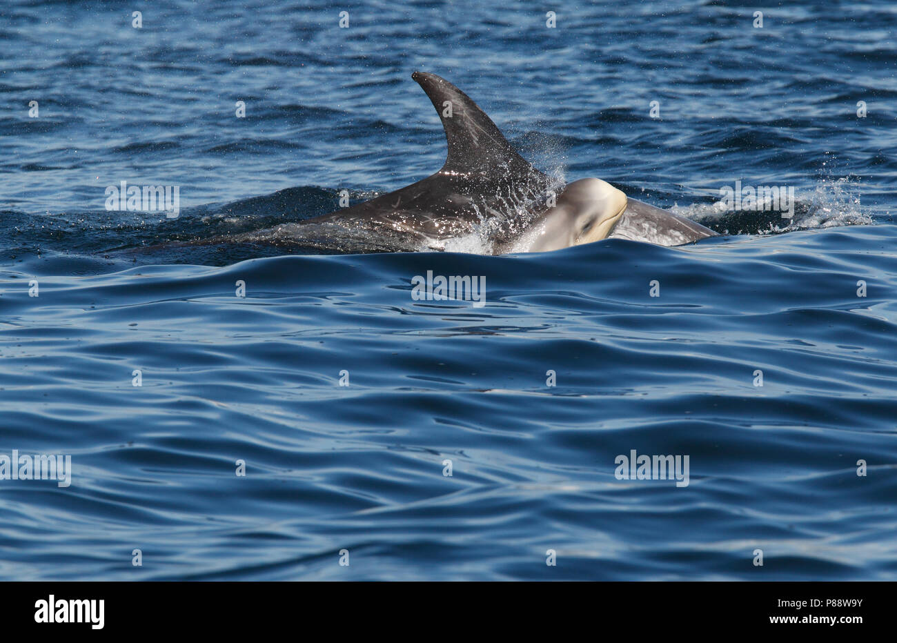 Les dauphins de Risso (Grampus griseus) natation au large des îles Shetland. Banque D'Images