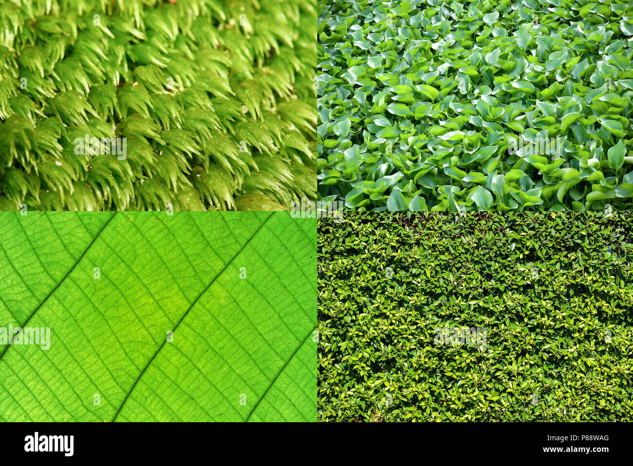 Collecte de fond vert ou vert fond défini pour votre thème et fond vert eco concept design Banque D'Images