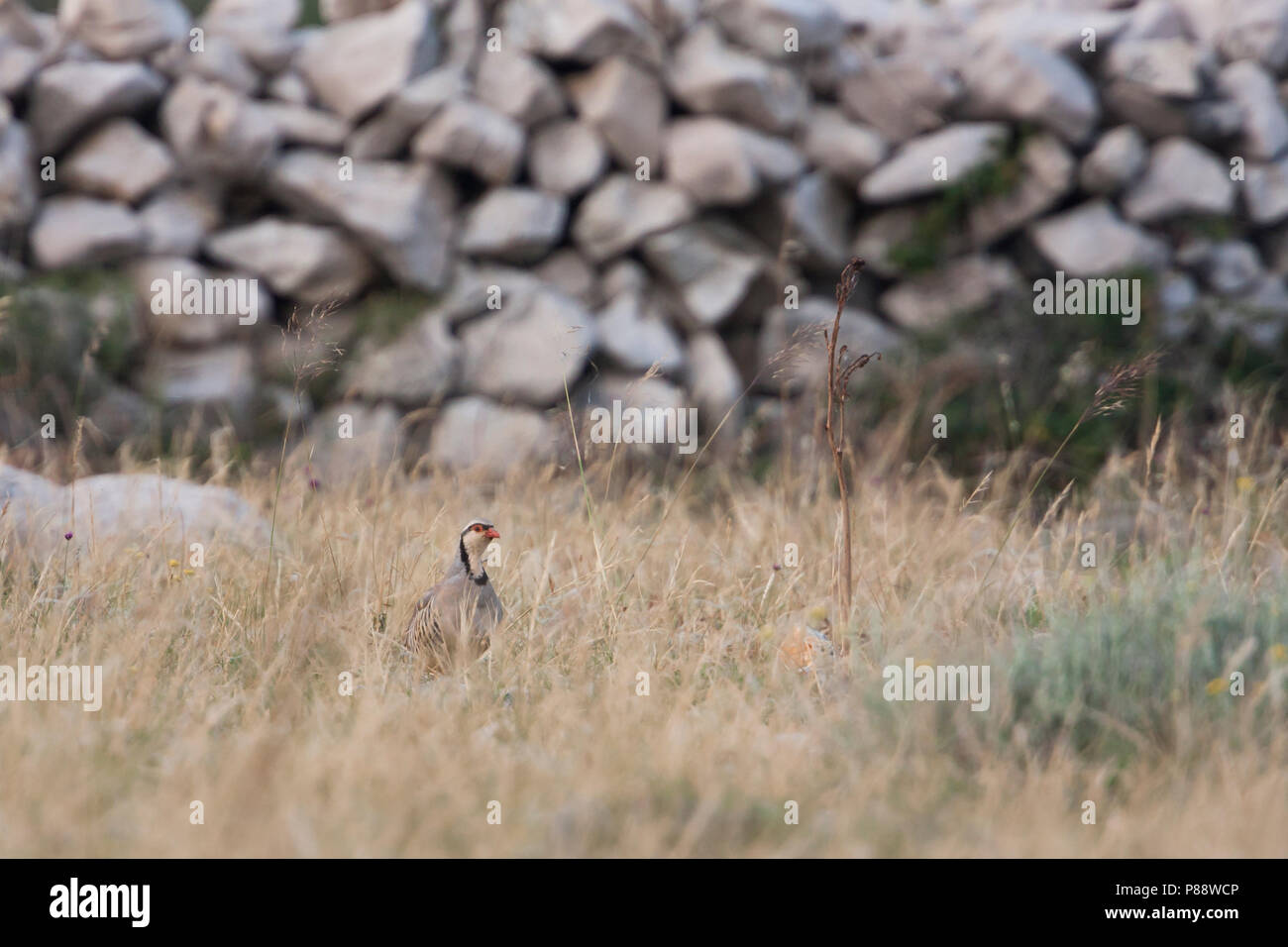 Rock - Partridge Alectoris graeca Steinhuhn - ssp. saxatilis, Croatie, adulte Banque D'Images