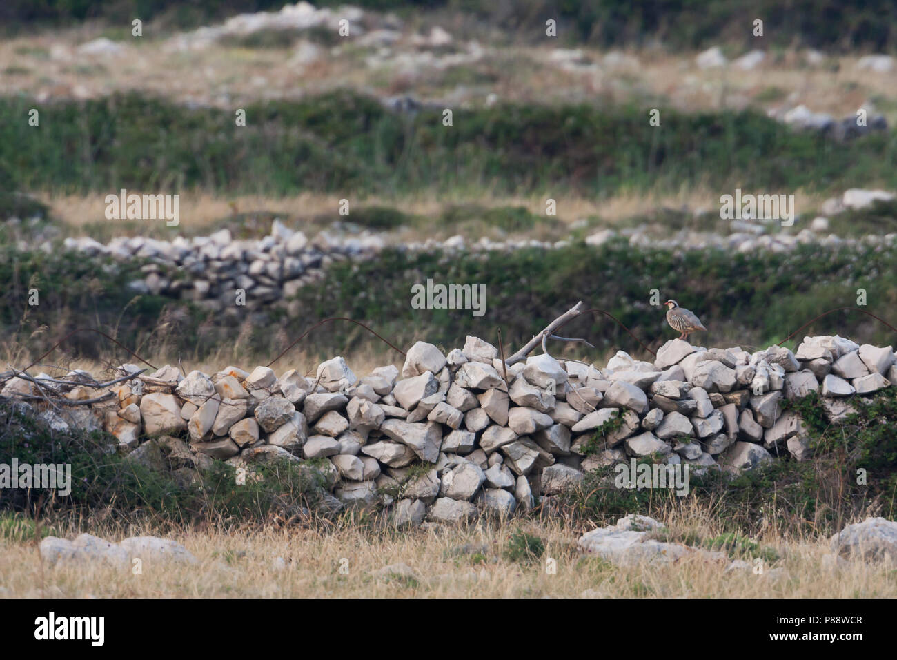 Rock - Partridge Alectoris graeca Steinhuhn - ssp. saxatilis, Croatie, adulte Banque D'Images