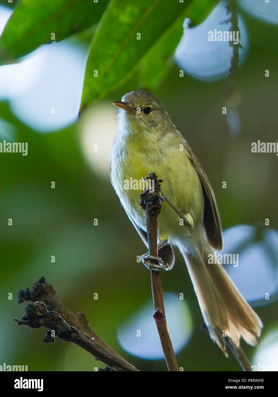 Rodrigues Warbler (Acrocephalus rodericanus) se trouve uniquement sur l'île de Rodrigues. Les principales menaces qui pèsent sur ces oiseaux est la destruction de vegetatio Banque D'Images