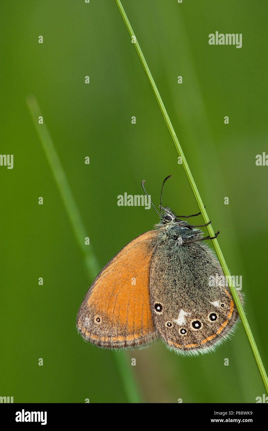 Roodstreephooibeestje / Chestnut Heath (Coenonympha glycerion) Banque D'Images