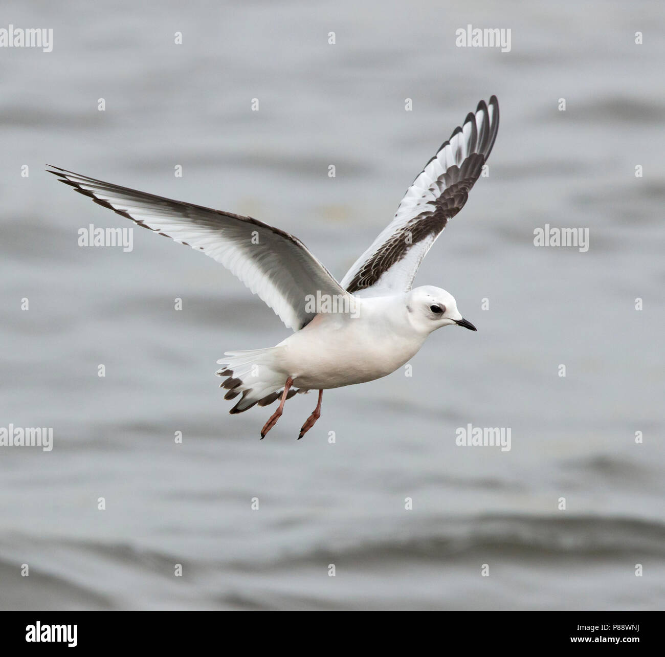 La Mouette rosée (Rhodostethia rosea) premier oiseau de l'hiver dans le port de Vlissingen. Vagrant rares à l'Europe de l'Ouest. Banque D'Images