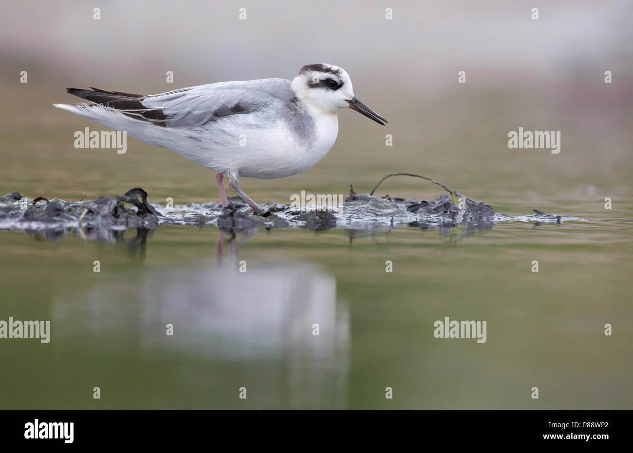 Phalarope à bec large, Rosse Franjepoot, Phalaropus fulicarius Banque D'Images