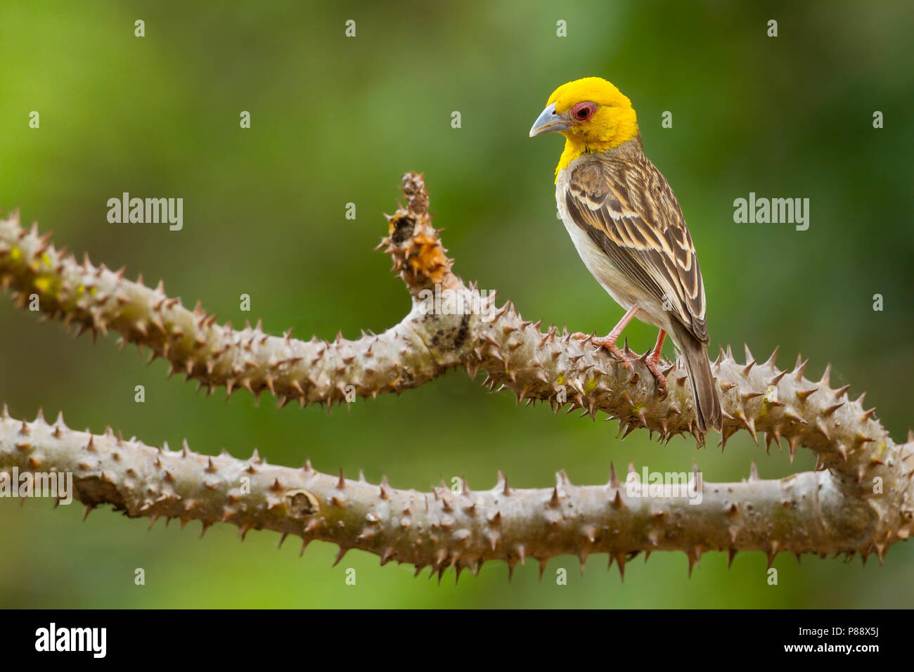 Weaver Ploceus Sakalava, sakalava Banque D'Images