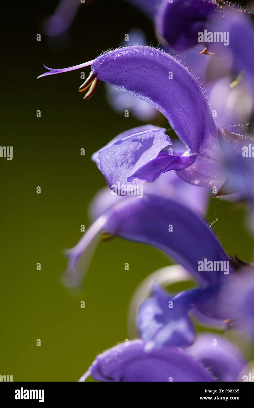 Veldsalie op de Sint Pietersberg-, Meadow Clary sur la Sint Pietersberg- Banque D'Images