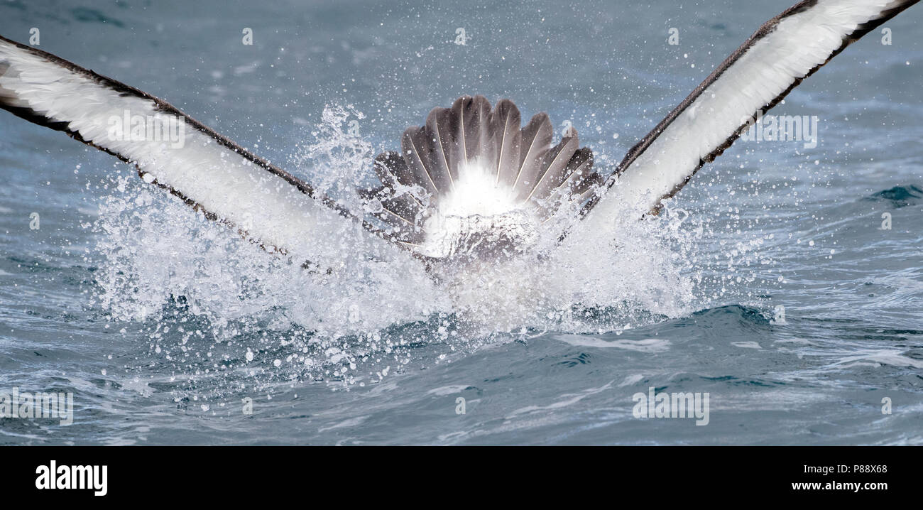 De l'albatros de Salvin (Thalassarche salvini) plongée sous-marine pour l'alimentation en ocean entre îles subantarctiques de Nouvelle-Zélande. Banque D'Images