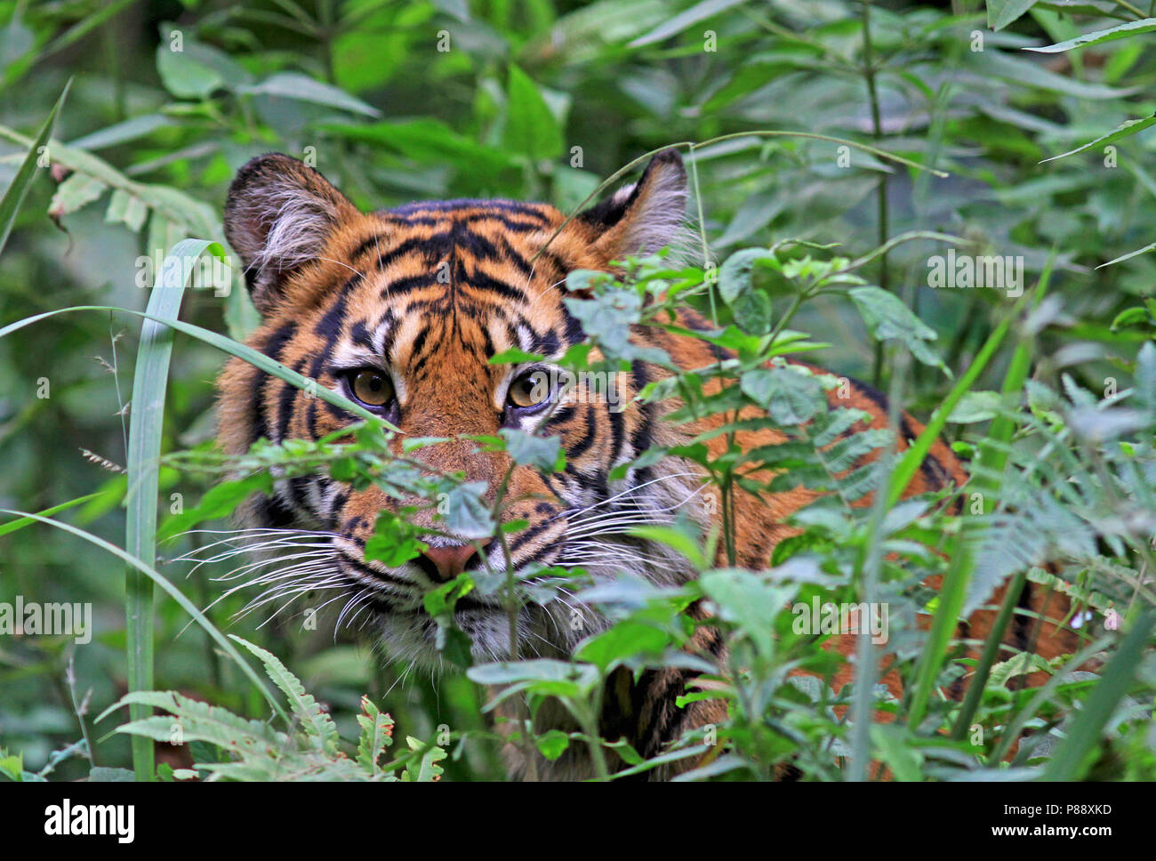 Sumatraanse Tijger, tigre de Sumatra, Panthera tigris sumatrae Banque D'Images