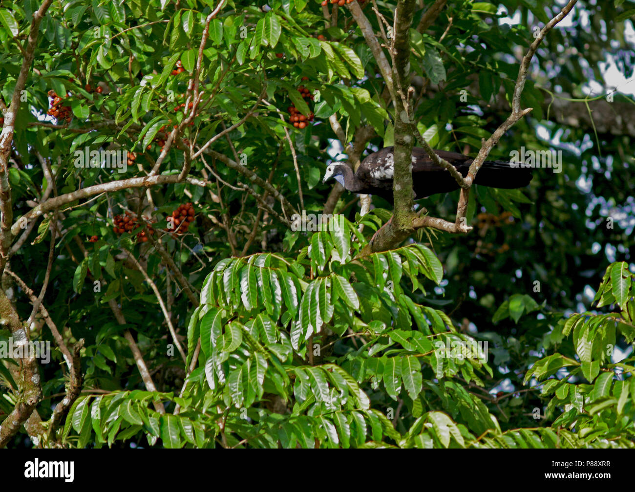 Trinité-Piping-Guan En danger critique (Pipile pipile) élevé dans un arbre de l'île de la Trinité. Banque D'Images