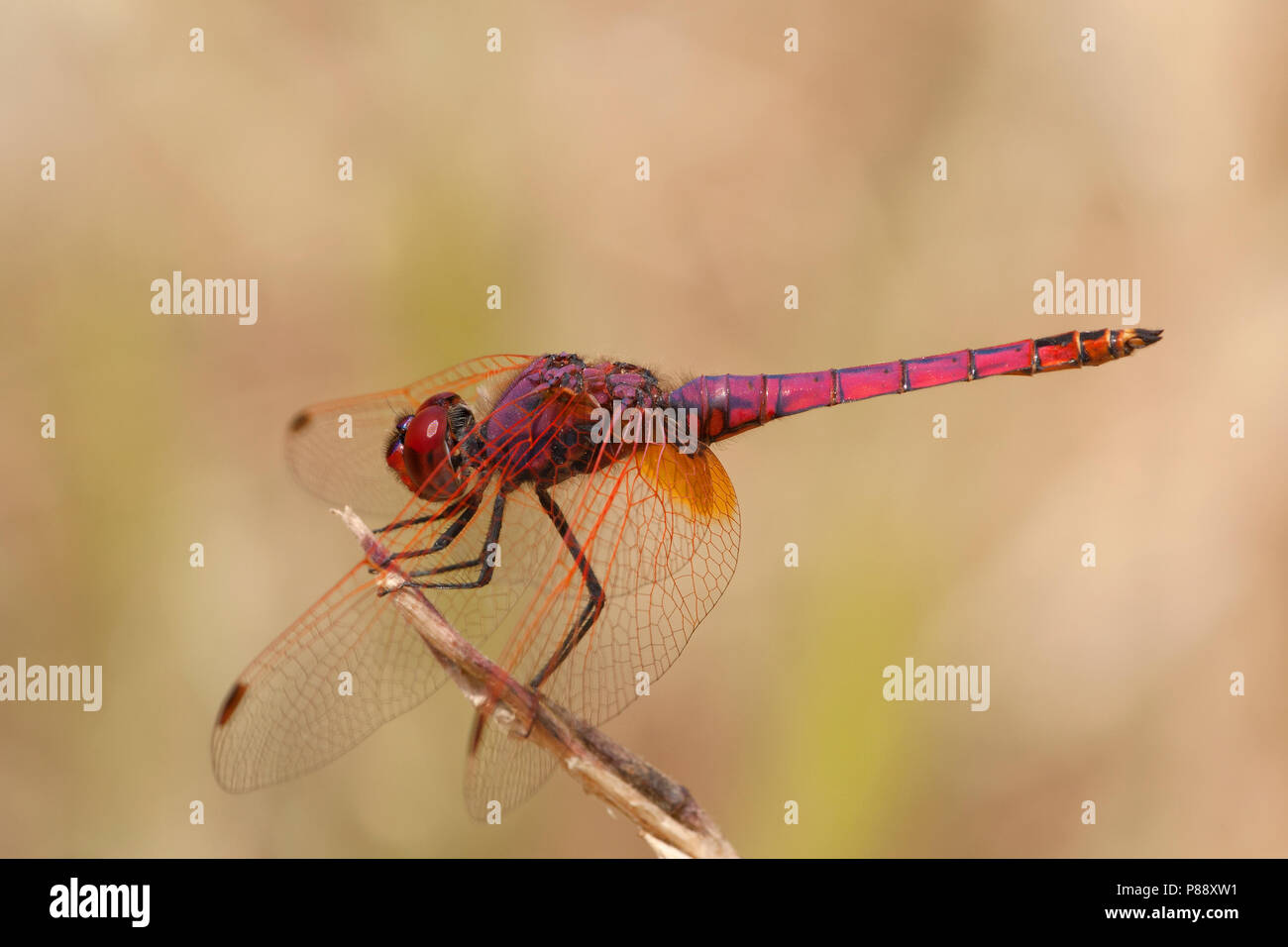 Mannetje, Trithemis annulata Purperlibel n'Mâle Banque D'Images