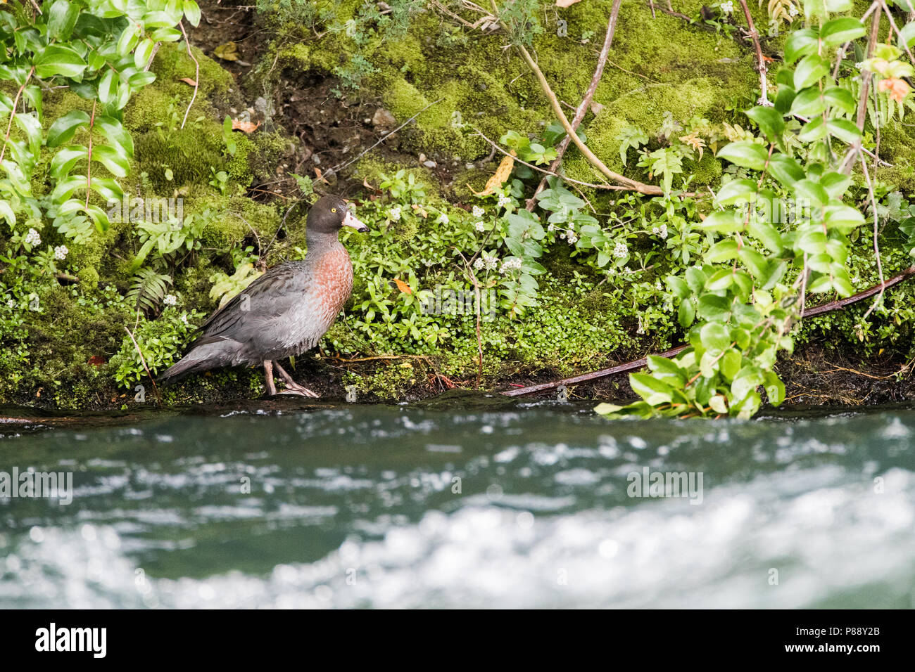 Canard bleu endémique (Hymenolaimus malacorhynchos fasf) à une rivière qui coule sur l'île du Sud, Nouvelle-Zélande. Banque D'Images