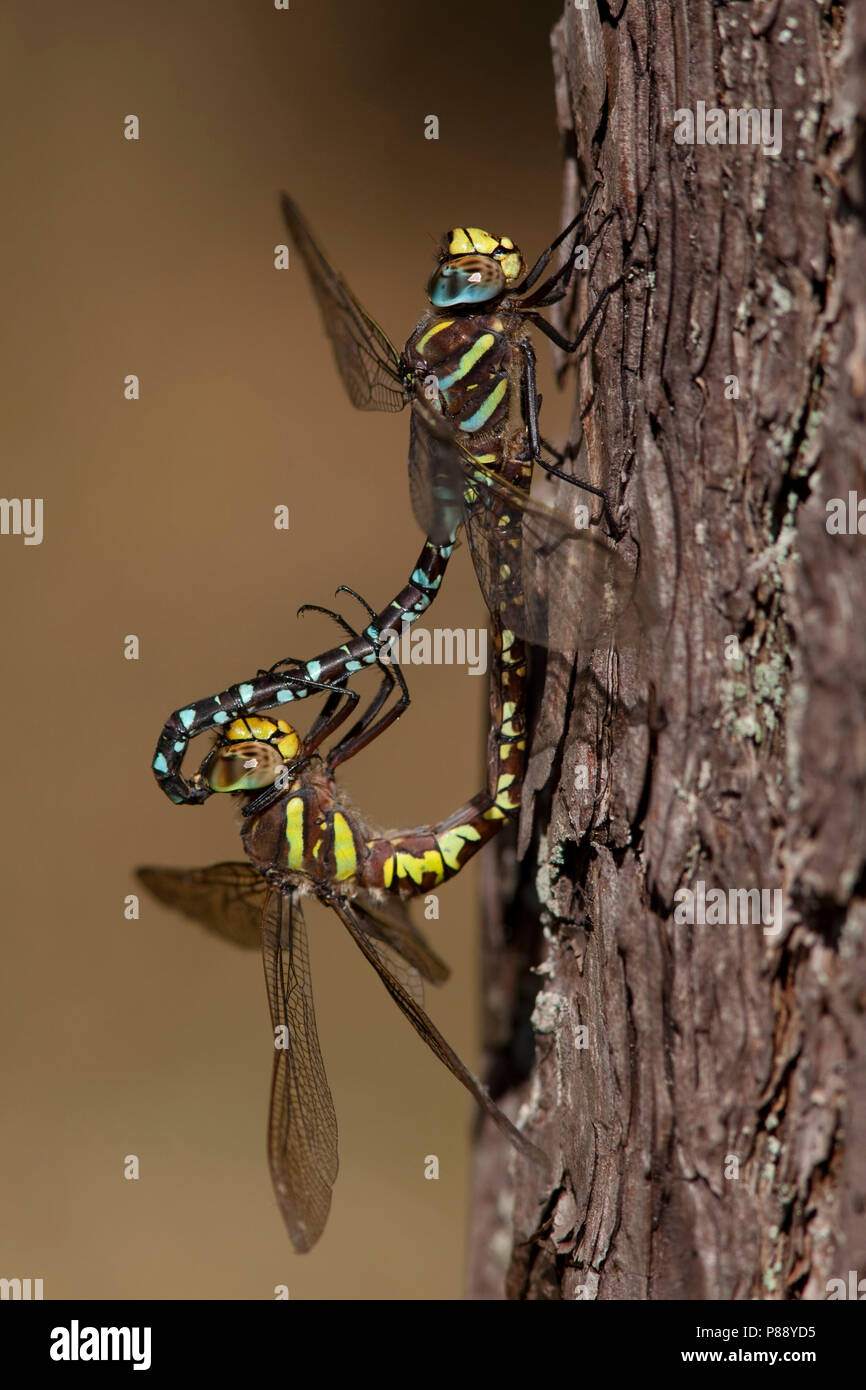 Imago Venglazenmaker ; Landes Adultes Adultes ; Hawker Hawker commun Banque D'Images