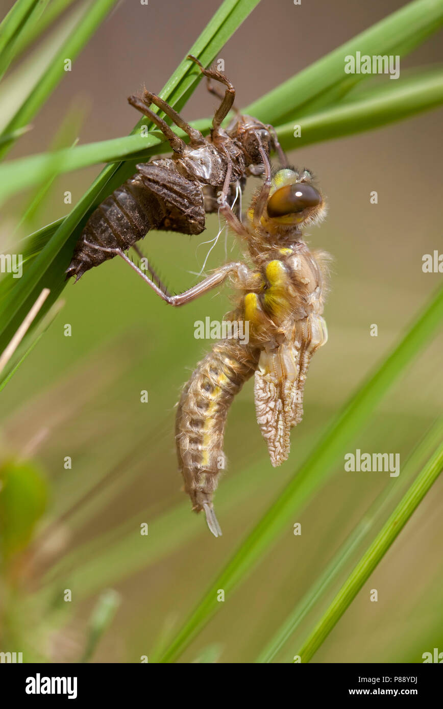 Uitsluipende Viervlek ; les quatre-spotted Skimmer émergentes ; four-spotted Chaser Banque D'Images