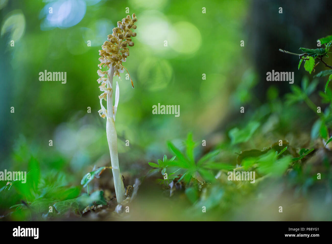 Vogelnestje, oiseaux nichent Orchid Banque D'Images