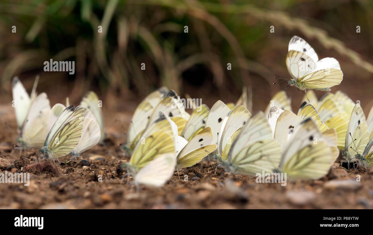 Likkende Mineralen Witjes, boue-puddlage blancs Banque D'Images