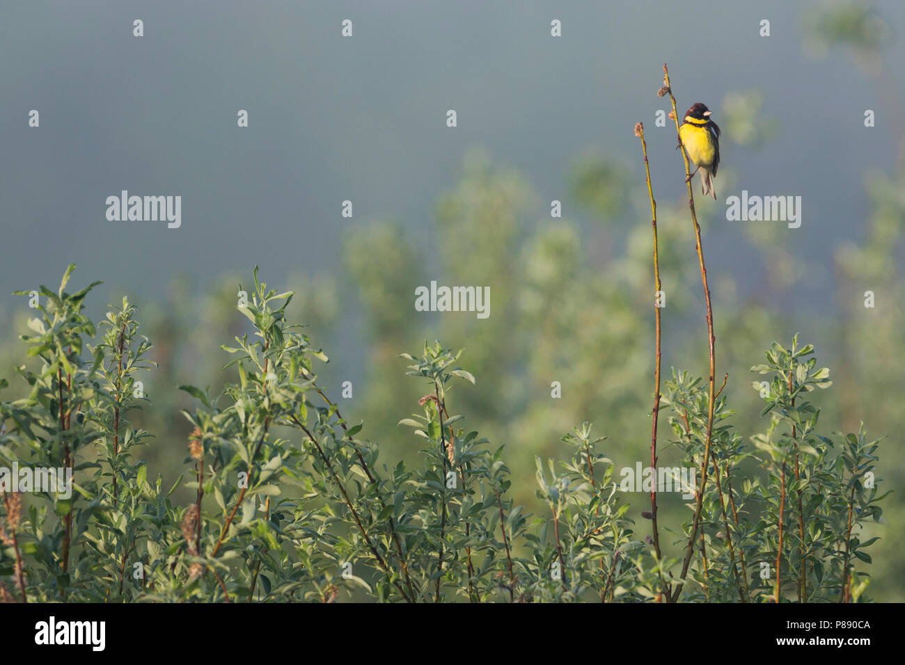 Yellow-breasted Bunting - Weidenammer - Emberiza aureola aureola ssp., la Russie, l'homme adulte Banque D'Images