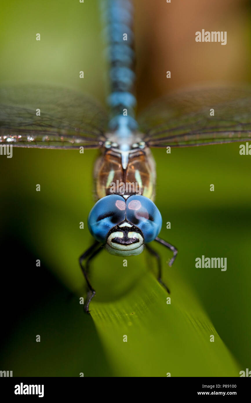 Imago Zuidelijke glazenmaker ; sud ; Hawker Migrants adultes Hot Blue-eyed Hawker Banque D'Images