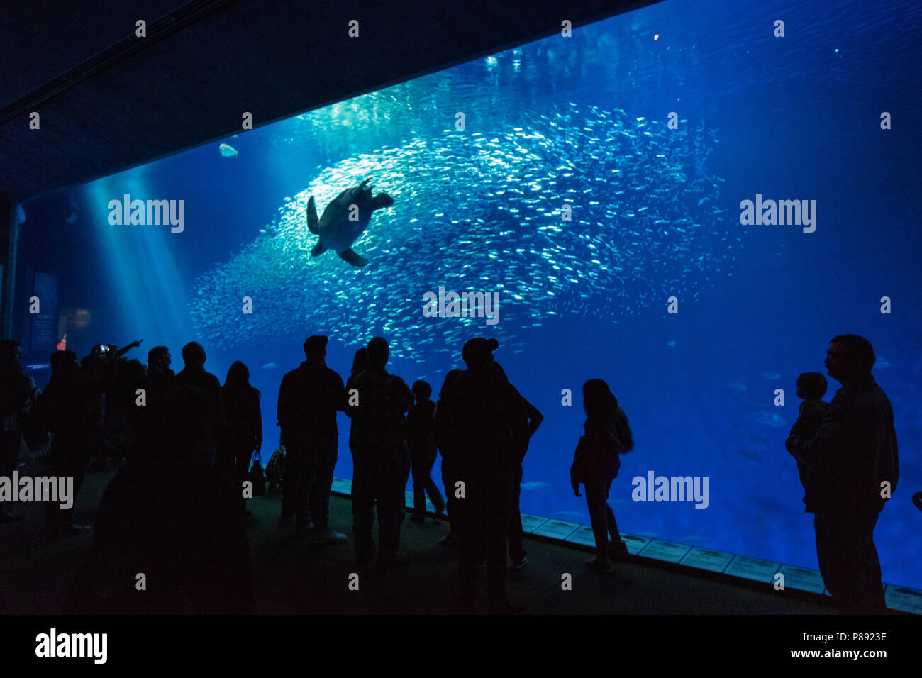 Une grande tortue de mer nage par un groupe de spectateurs dans un aquarium géant Banque D'Images