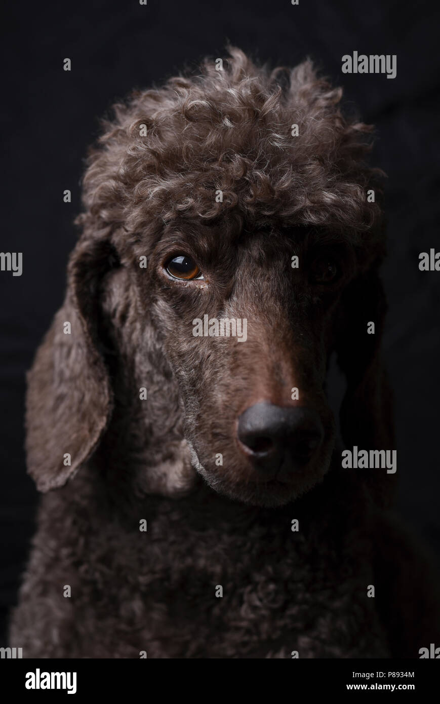 Portrait d'une femelle pedigree caniche miniature brun avec coupe de cheveux traditionnelle Banque D'Images