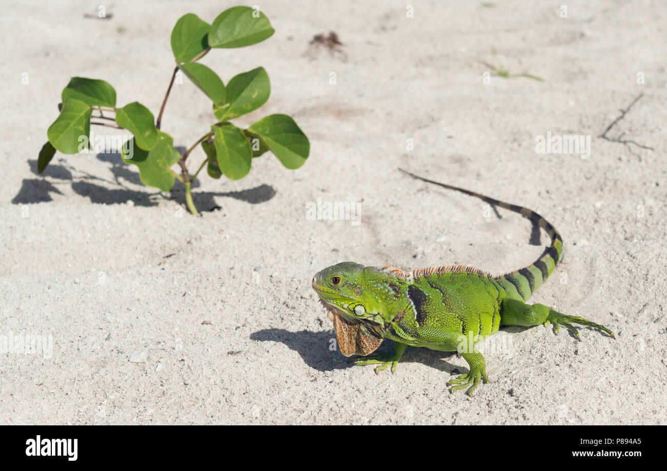 Iguana iguana en Floride, USA Banque D'Images