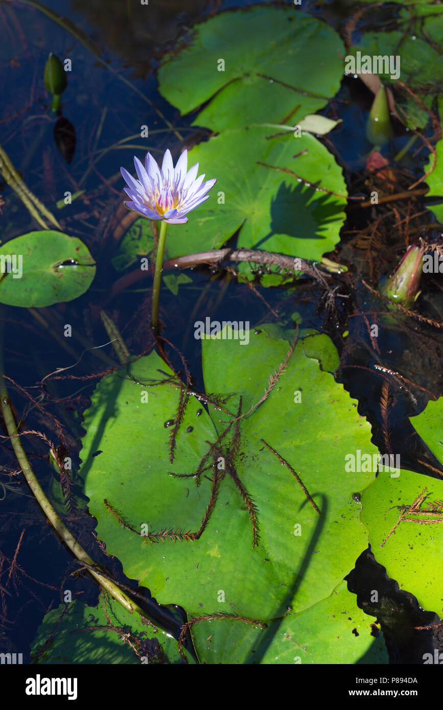 Nymphaea nouchali. Floride Banque D'Images