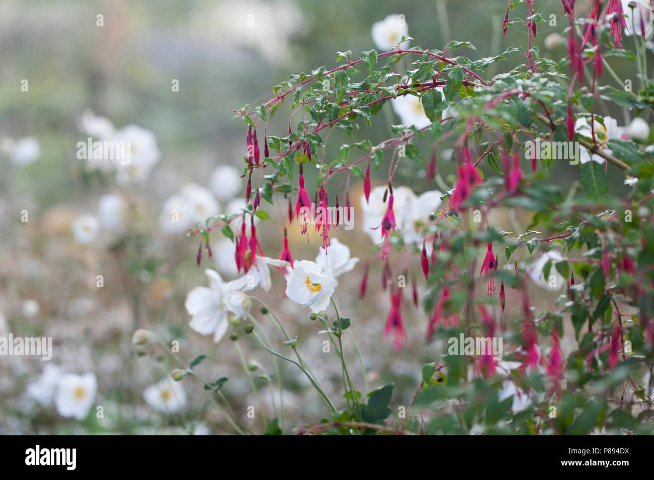 Fuchsia magellanica gracilis en combinaison avec Anemone x hybrida 'Honorine Jobert' Banque D'Images