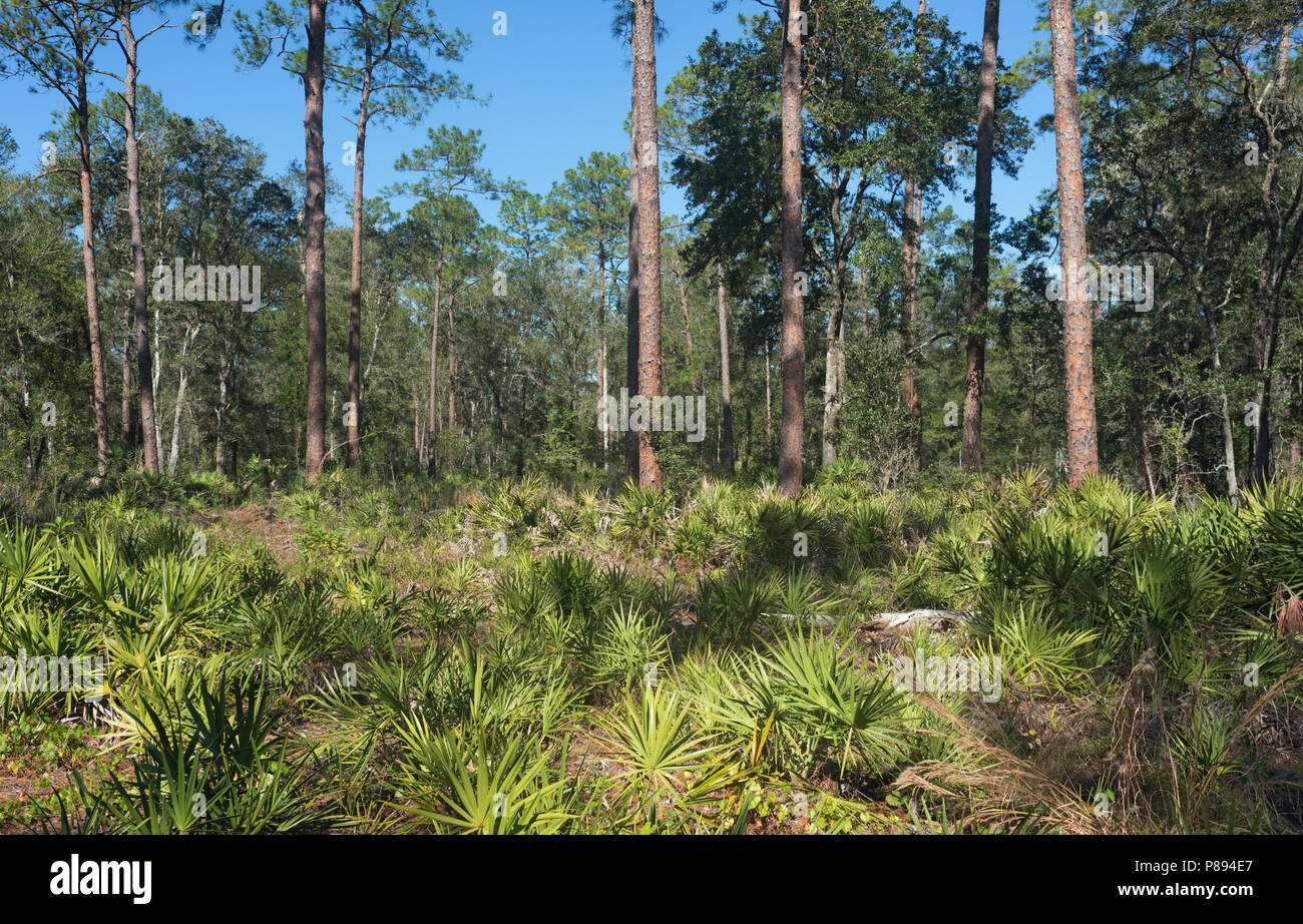 Bois de pin dans la région de Cold Creek State Park, Florida, USA Banque D'Images