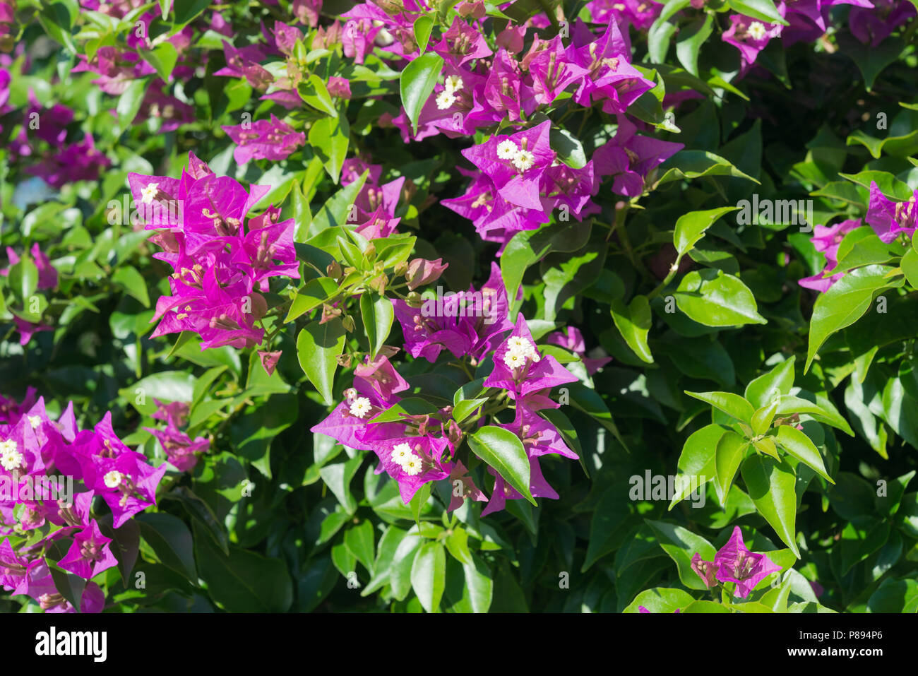 Fleurs de bougainvilliers au milieu de bractées pourpre Banque D'Images