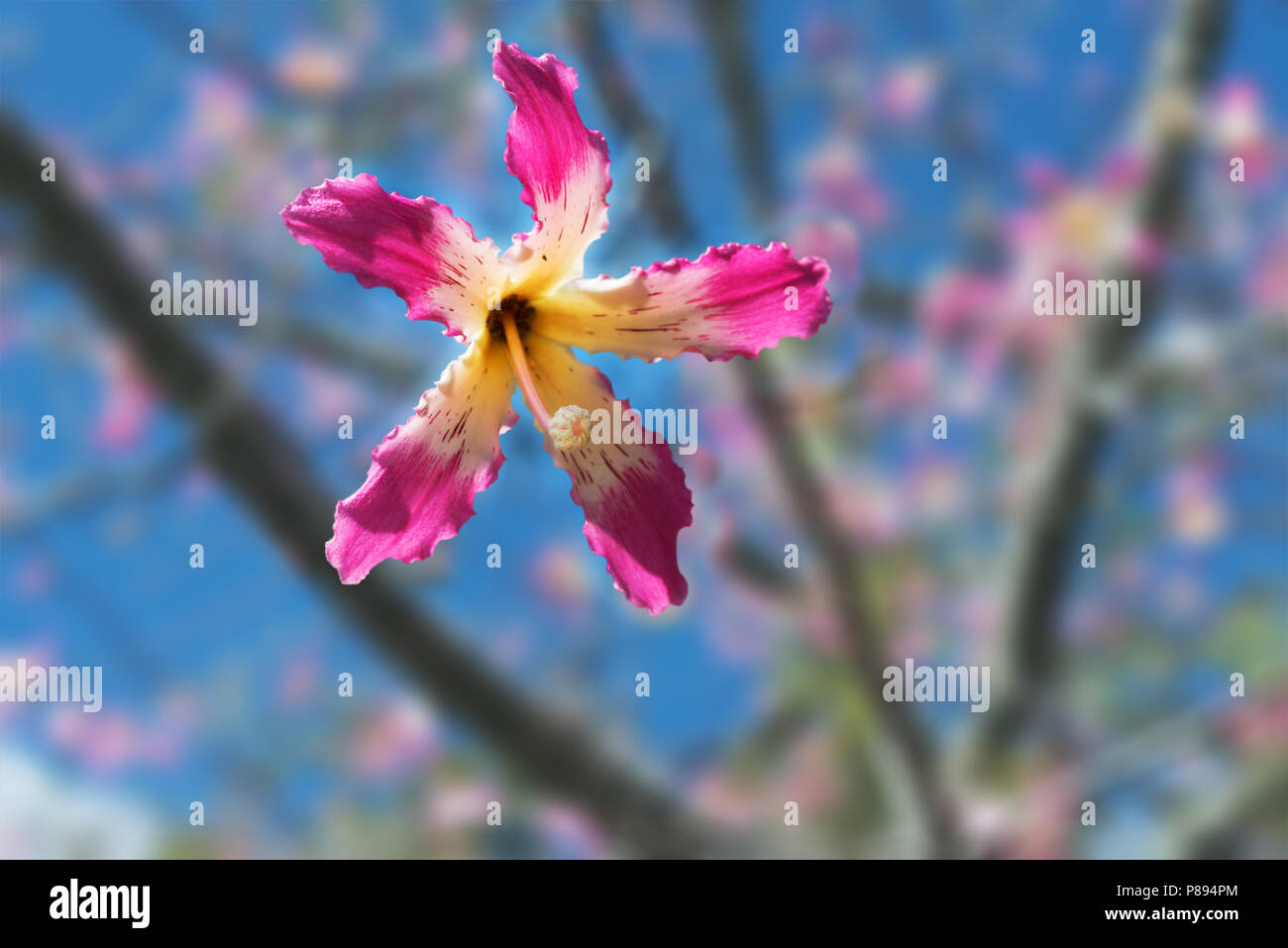 Ceiba speciosa Banque D'Images