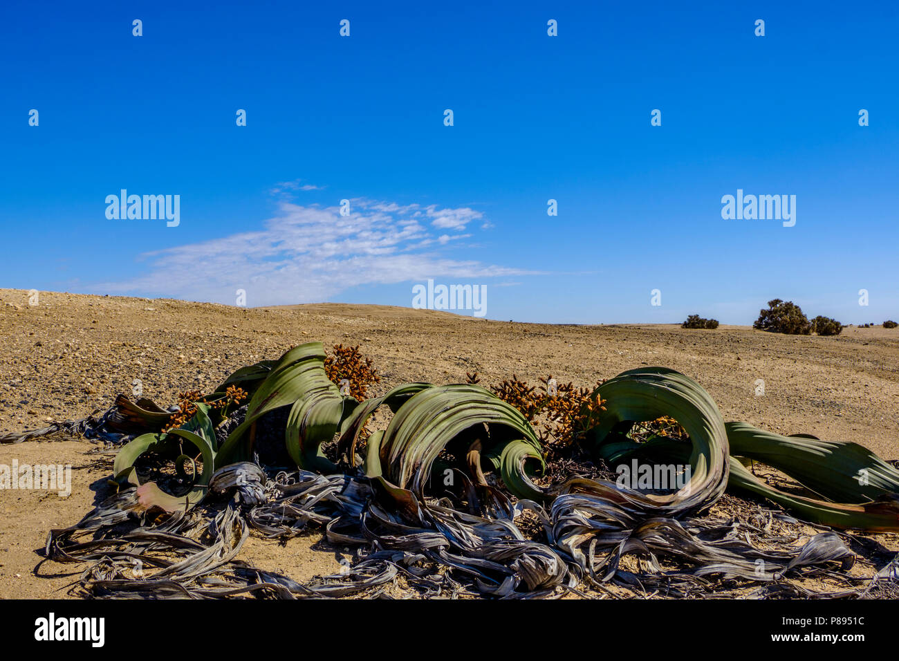 Welwitschia mirabilis plante mâle, nommé d'après le botaniste et médecin autrichien Friedrich Welwitsch, avec ses grandes feuilles et cônes dans les terres sombres Banque D'Images