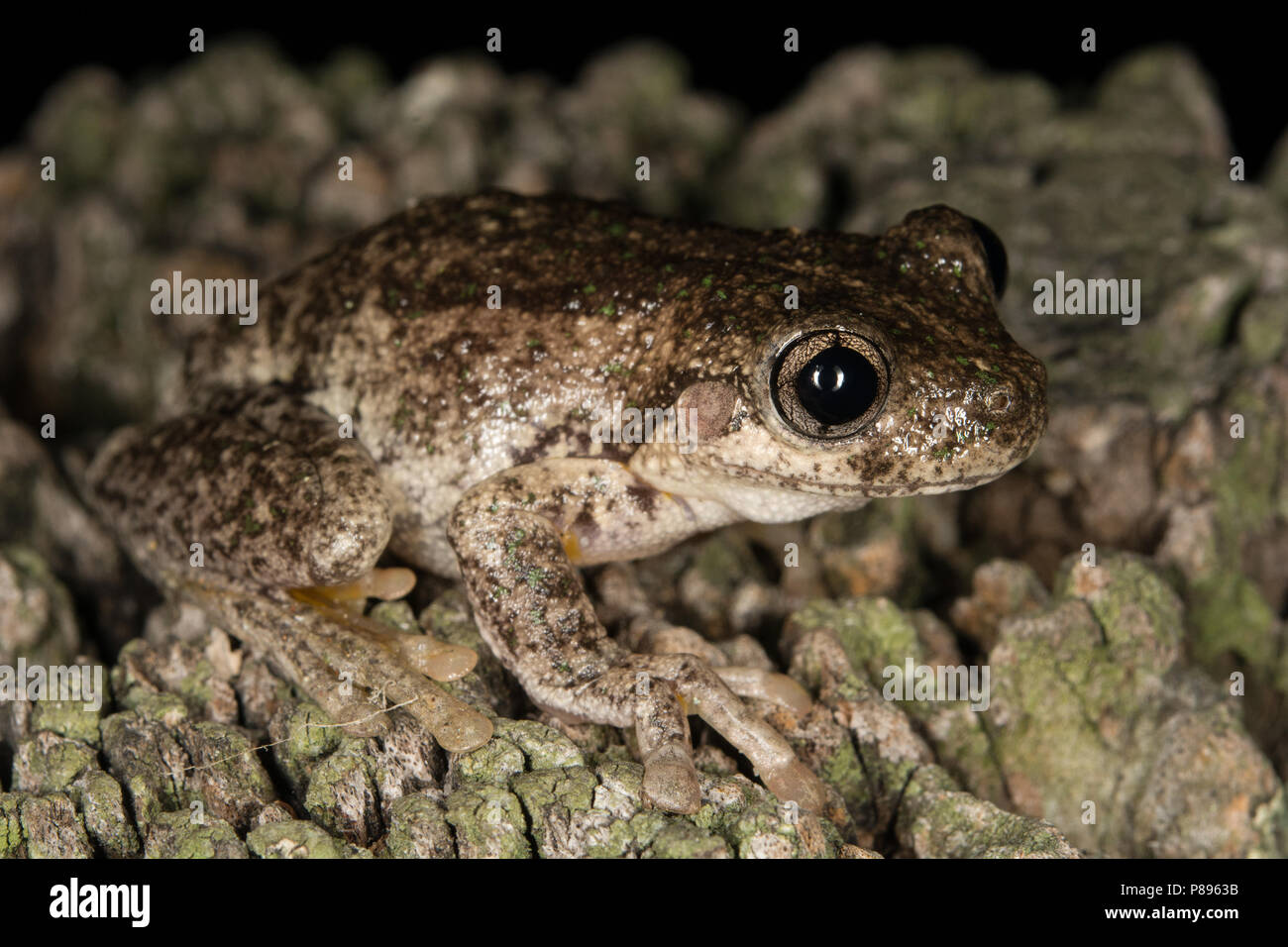 Grenouille arboricole Banque D'Images
