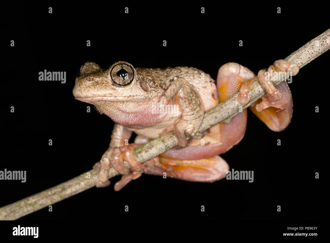 Grenouille arboricole Banque D'Images