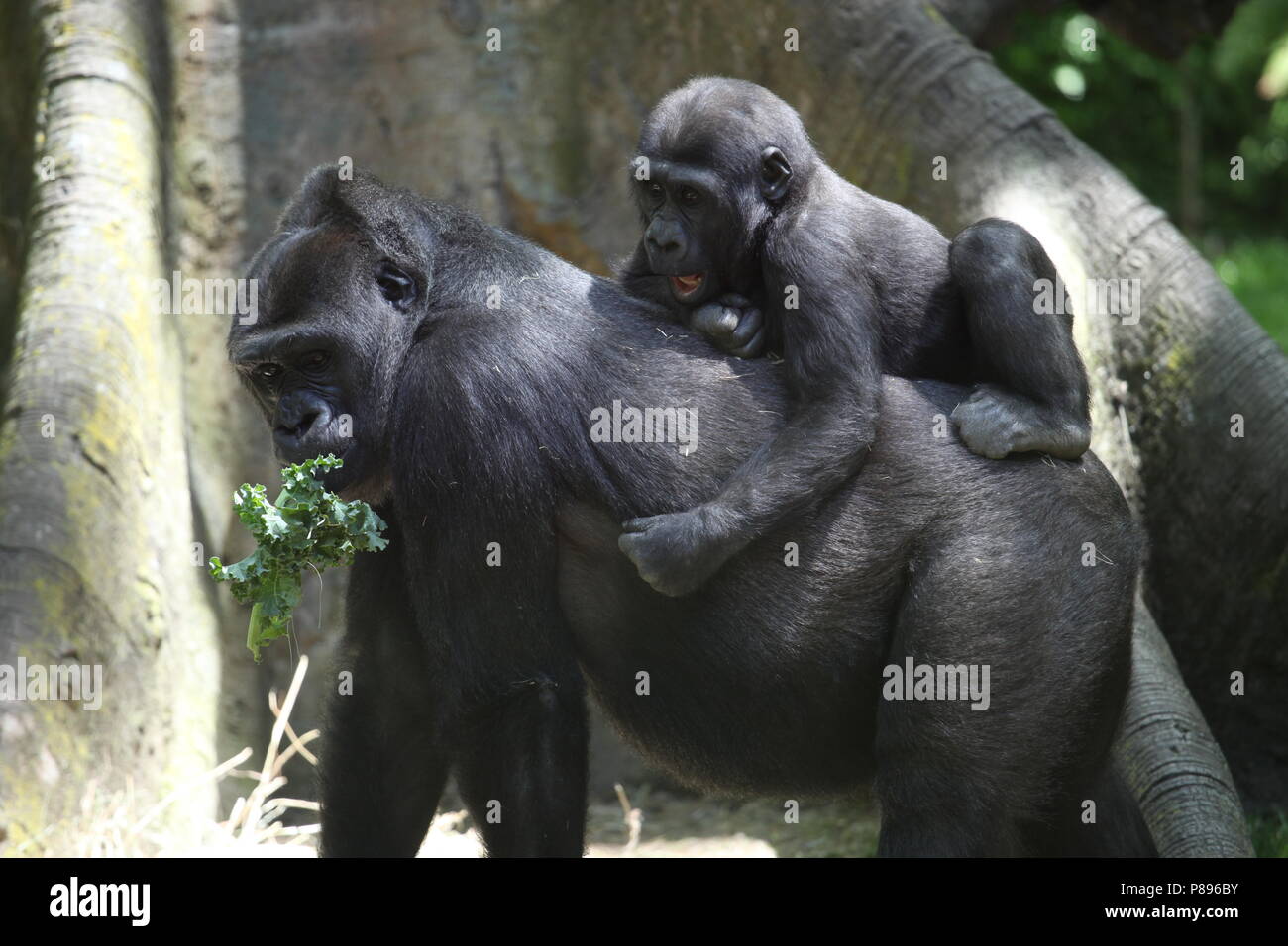 Bébé Gorille avec mère Banque D'Images